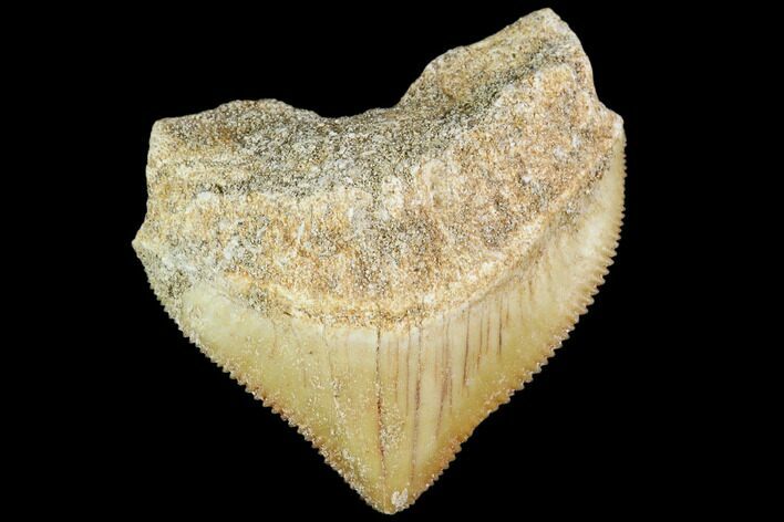 Fossil Crow Shark (Squalicorax) Tooth- Morocco #110092